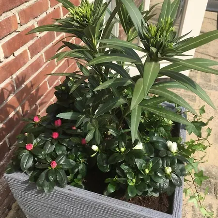 Bij Bedaf Bed & Breakfast Uden