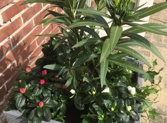 Bij Bedaf Nocleg ze śniadaniem Uden